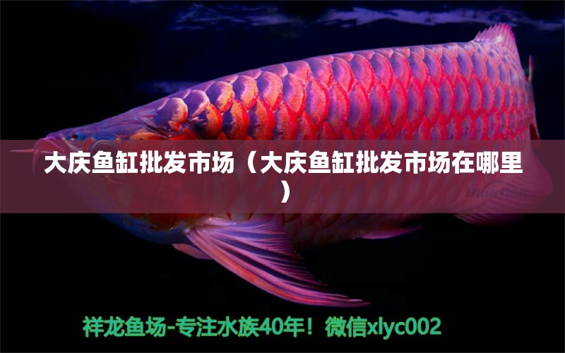 大庆鱼缸批发市场（大庆鱼缸批发市场在哪里） 观赏鱼水族批发市场