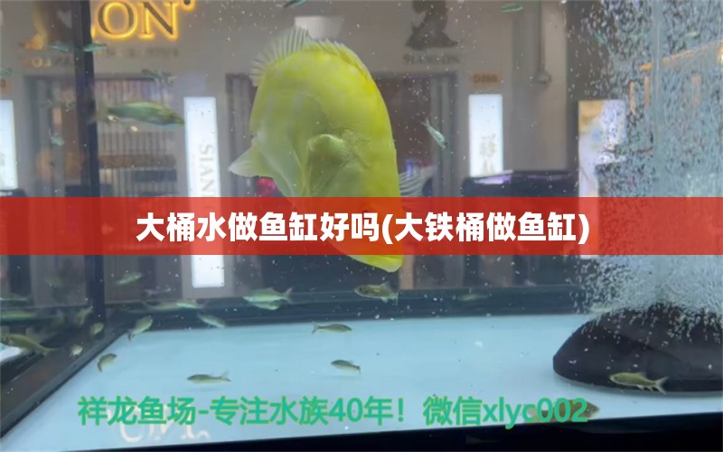 大桶水做鱼缸好吗(大铁桶做鱼缸)