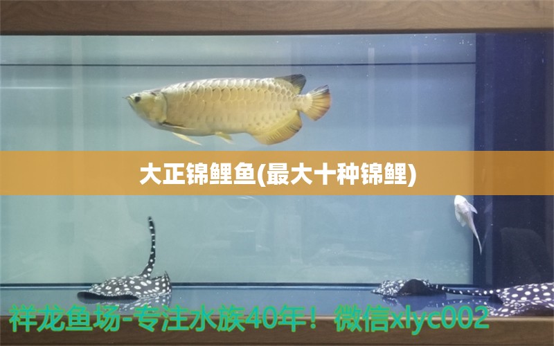 大正锦鲤鱼(最大十种锦鲤) 大正锦鲤鱼