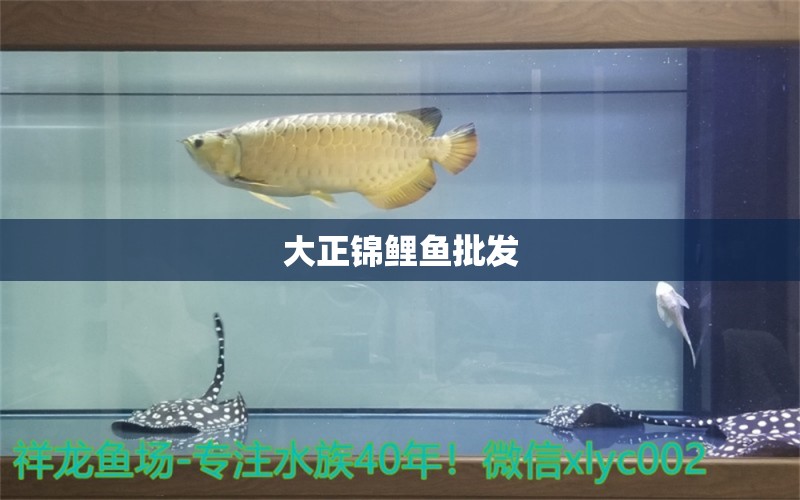 大正锦鲤鱼批发