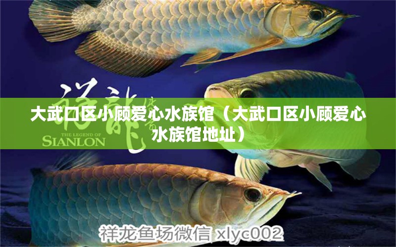 大武口区小顾爱心水族馆（大武口区小顾爱心水族馆地址）