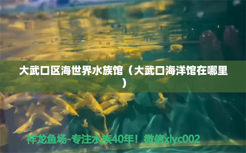 大武口区海世界水族馆（大武口海洋馆在哪里）