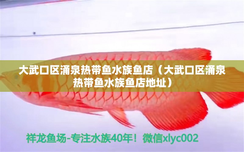 大武口区涌泉热带鱼水族鱼店（大武口区涌泉热带鱼水族鱼店地址）