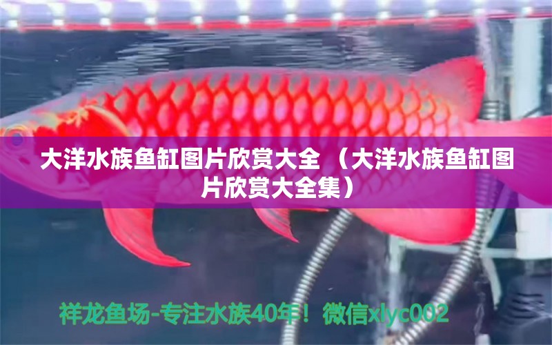 大洋水族鱼缸图片欣赏大全 （大洋水族鱼缸图片欣赏大全集）