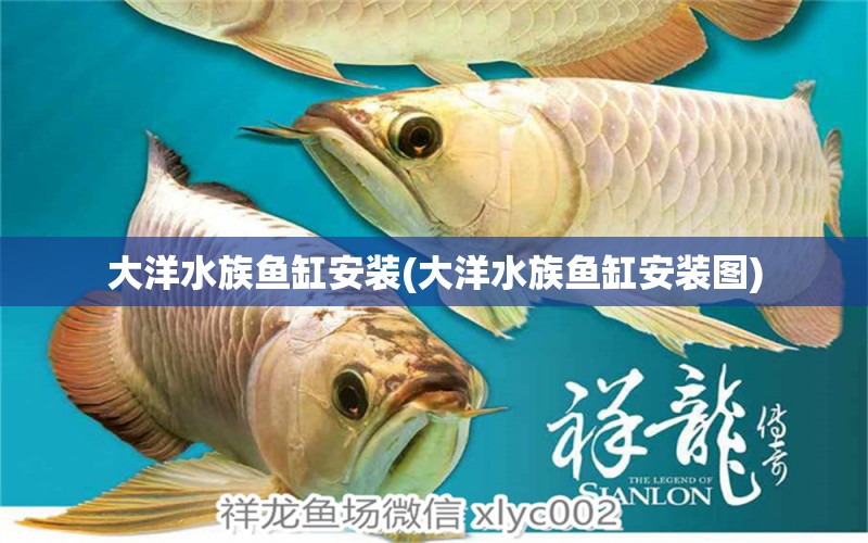 大洋水族鱼缸安装(大洋水族鱼缸安装图)