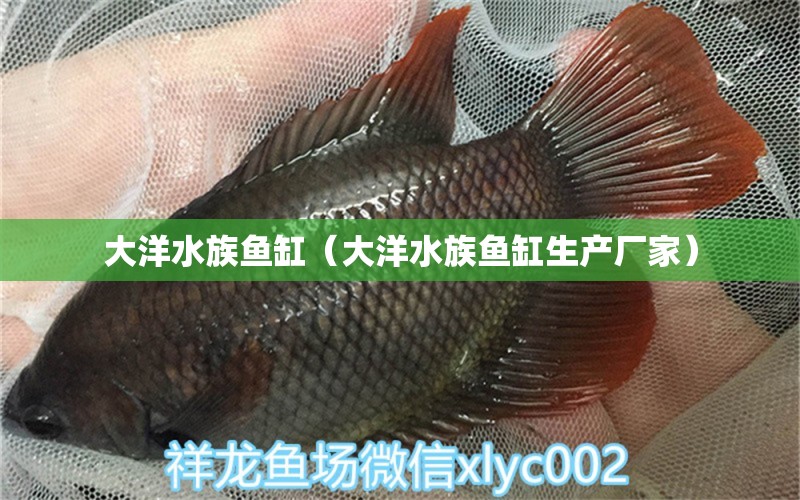 大洋水族鱼缸（大洋水族鱼缸生产厂家）