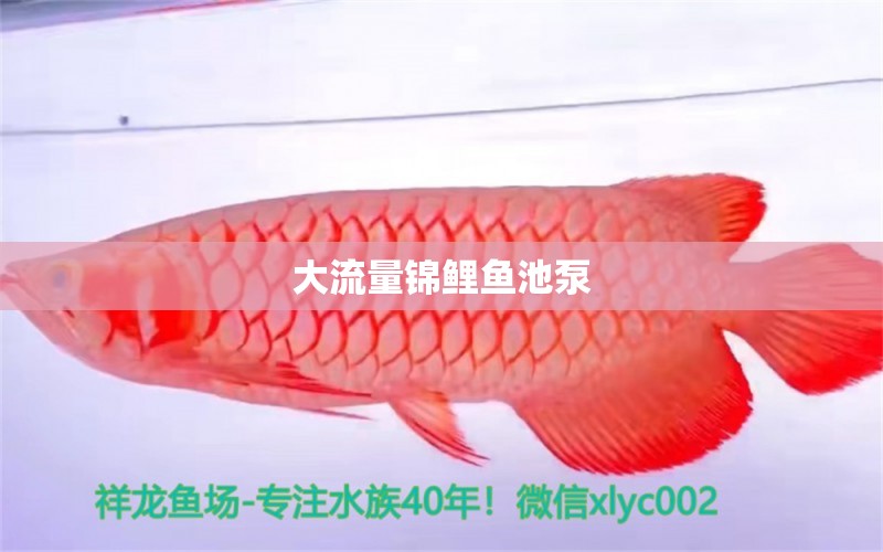 大流量锦鲤鱼池泵 广州水族器材滤材批发市场
