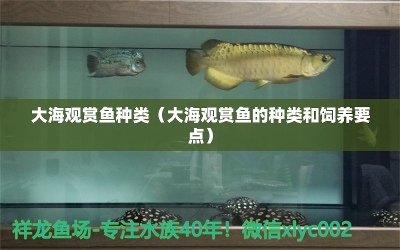 大海观赏鱼种类（大海观赏鱼的种类和饲养要点）