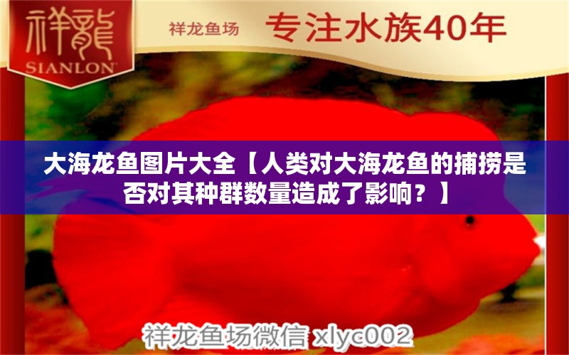 大海龙鱼图片大全【人类对大海龙鱼的捕捞是否对其种群数量造成了影响？】