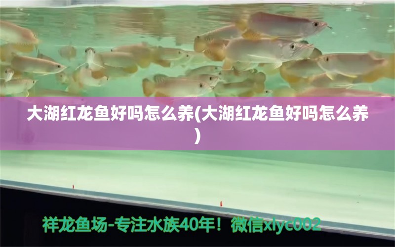 大湖红龙鱼好吗怎么养(大湖红龙鱼好吗怎么养)