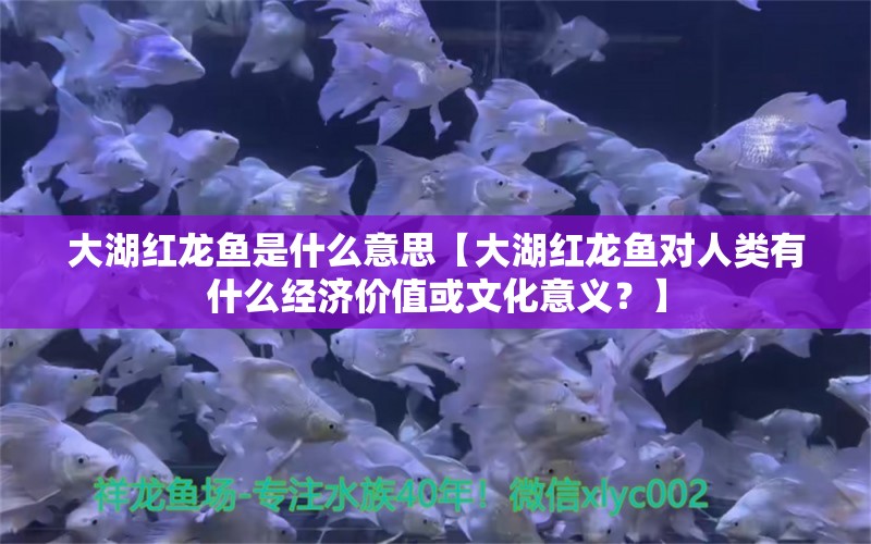 大湖红龙鱼是什么意思【大湖红龙鱼对人类有什么经济价值或文化意义？】