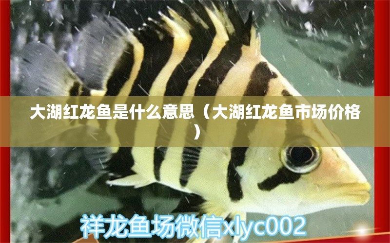 大湖红龙鱼是什么意思（大湖红龙鱼市场价格）