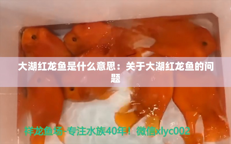 大湖红龙鱼是什么意思：关于大湖红龙鱼的问题