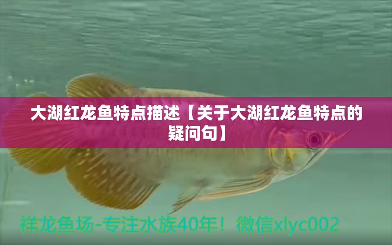 大湖红龙鱼特点描述【关于大湖红龙鱼特点的疑问句】 水族问答 第1张