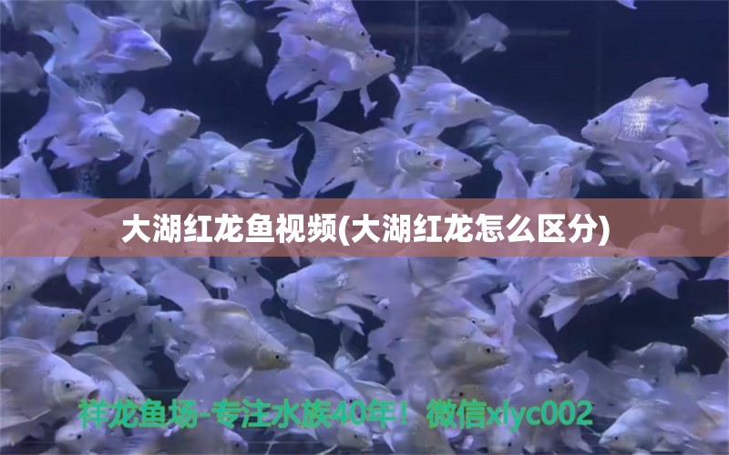 大湖红龙鱼视频(大湖红龙怎么区分)