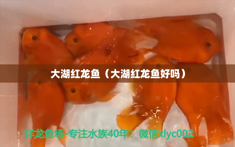 大湖红龙鱼（大湖红龙鱼好吗）