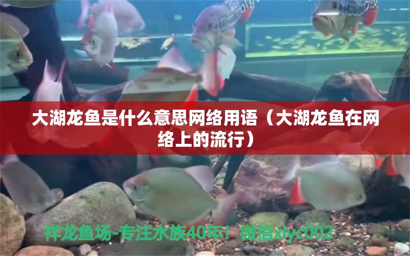 大湖龙鱼是什么意思网络用语（大湖龙鱼在网络上的流行） 水族问答 第2张