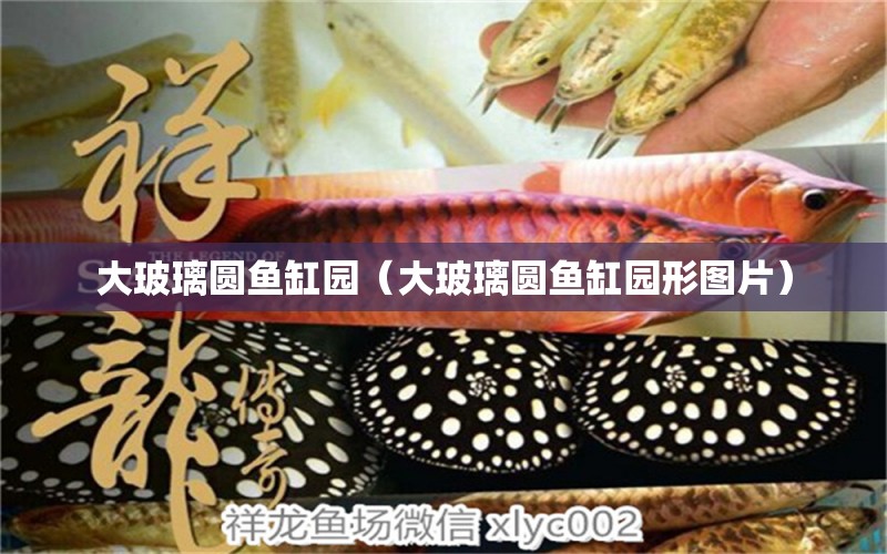 大玻璃圆鱼缸园（大玻璃圆鱼缸园形图片） 祥龙水族医院