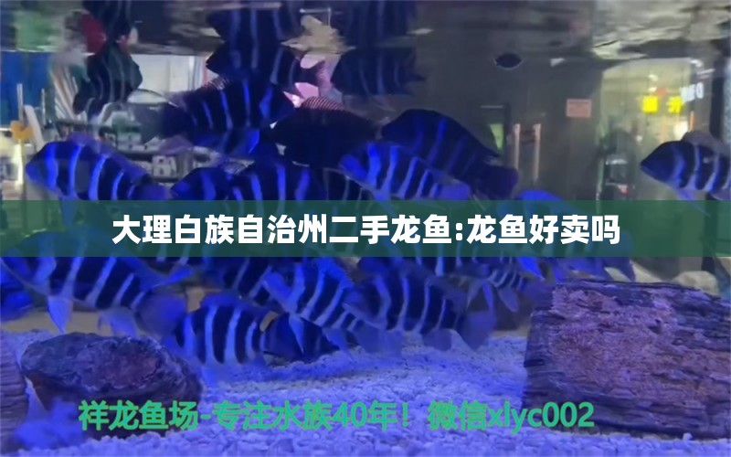 大理白族自治州二手龙鱼:龙鱼好卖吗