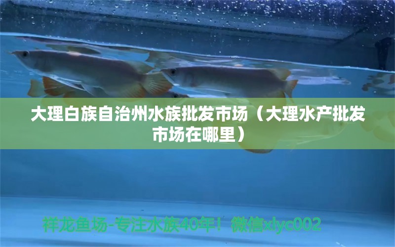 大理白族自治州水族批发市场（大理水产批发市场在哪里）