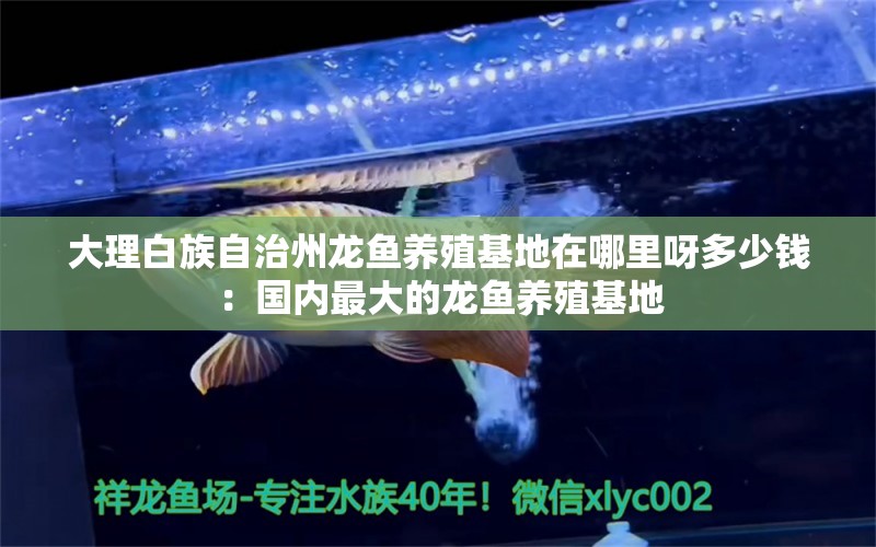 大理白族自治州龙鱼养殖基地在哪里呀多少钱：国内最大的龙鱼养殖基地