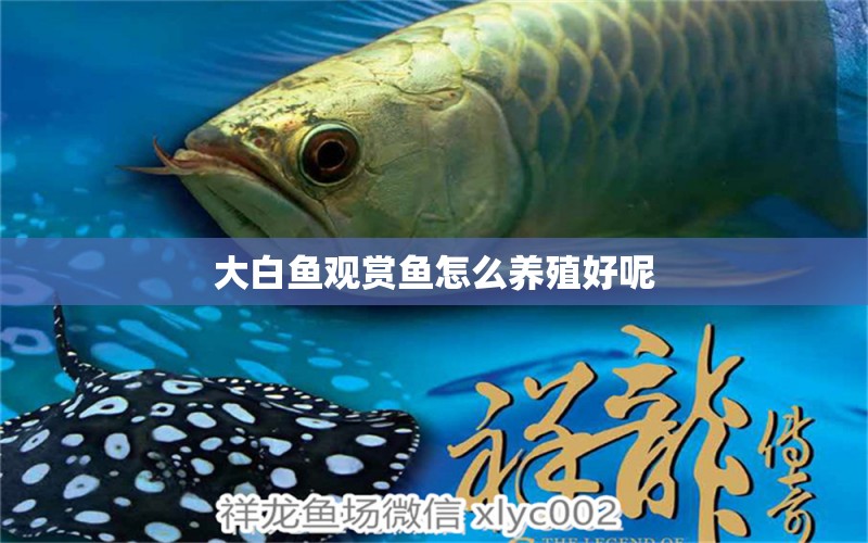 大白鱼观赏鱼怎么养殖好呢 水族问答 第1张