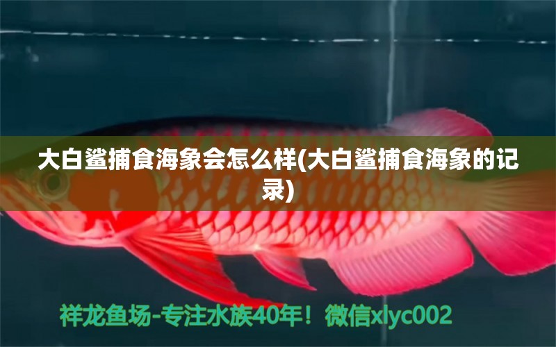 大白鲨捕食海象会怎么样(大白鲨捕食海象的记录) 印尼小红龙