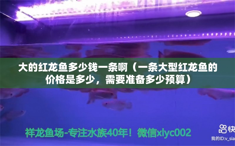 大的红龙鱼多少钱一条啊（一条大型红龙鱼的价格是多少，需要准备多少预算） 水族问答 第2张