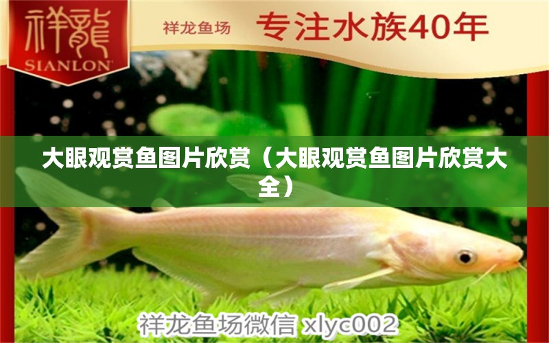 大眼观赏鱼图片欣赏（大眼观赏鱼图片欣赏大全） 祥龙水族医院