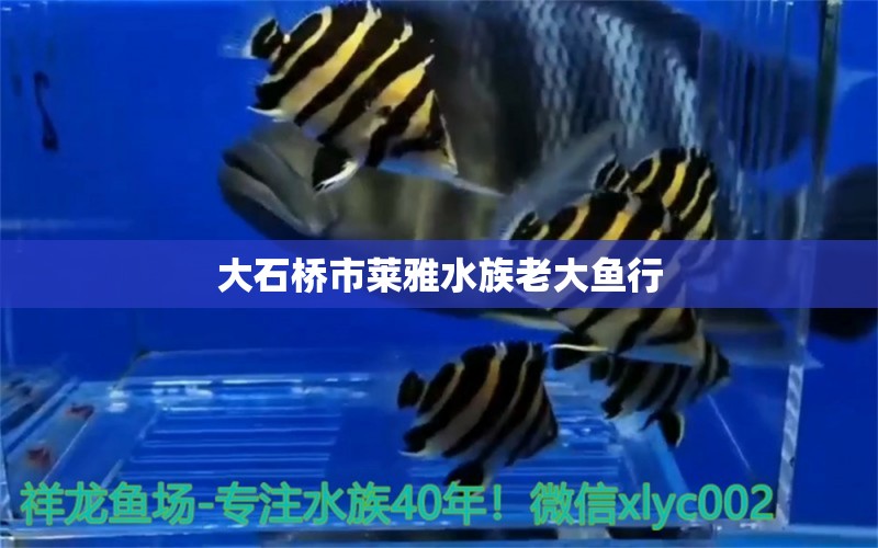 大石桥市莱雅水族老大鱼行