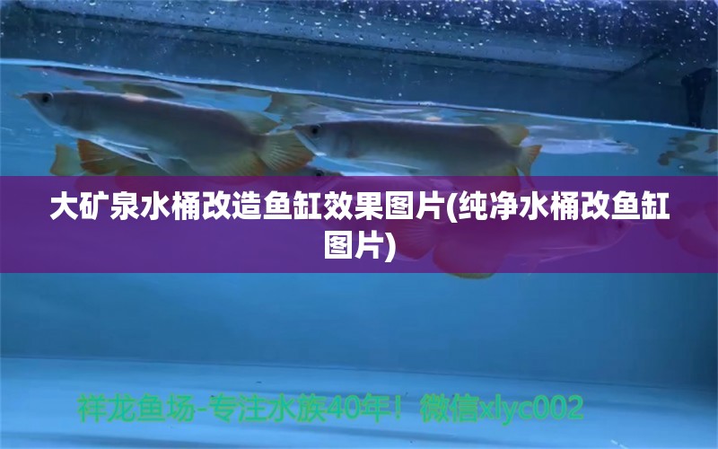 大矿泉水桶改造鱼缸效果图片(纯净水桶改鱼缸图片) 哥伦比亚巨暴鱼苗