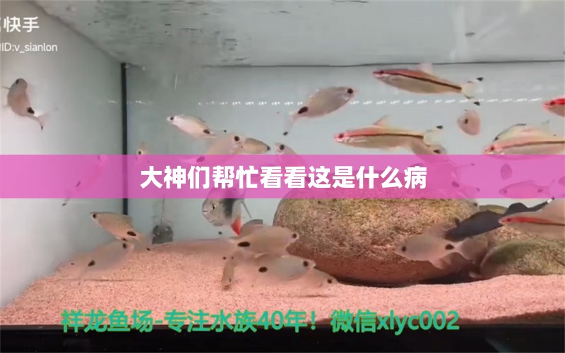 大神们帮忙看看这是什么病 龙鱼疾病与治疗