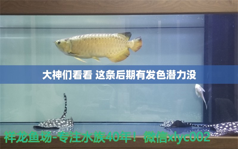 大神们看看 这条后期有发色潜力没 观赏鱼论坛 第3张