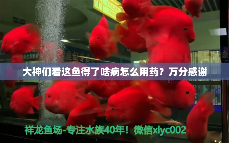 大神们看这鱼得了啥病怎么用药？万分感谢 龙鱼疾病与治疗