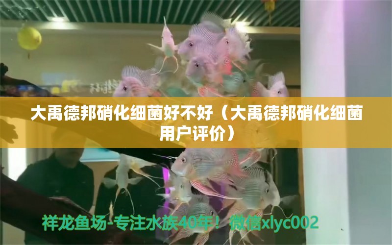 大禹德邦硝化细菌好不好（大禹德邦硝化细菌用户评价） 祥龙水族滤材/器材 第2张