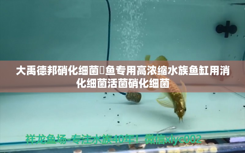 大禹德邦硝化细菌魟鱼专用高浓缩水族鱼缸用消化细菌活菌硝化细菌