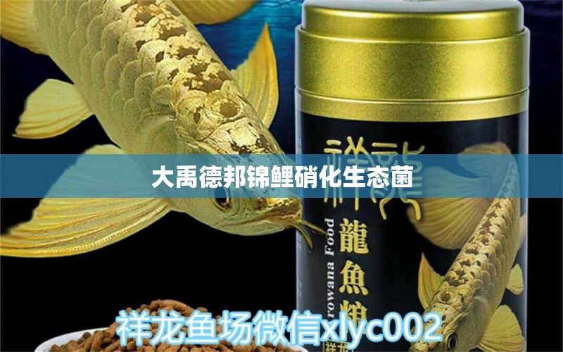 大禹德邦锦鲤硝化生态菌 广州水族器材滤材批发市场