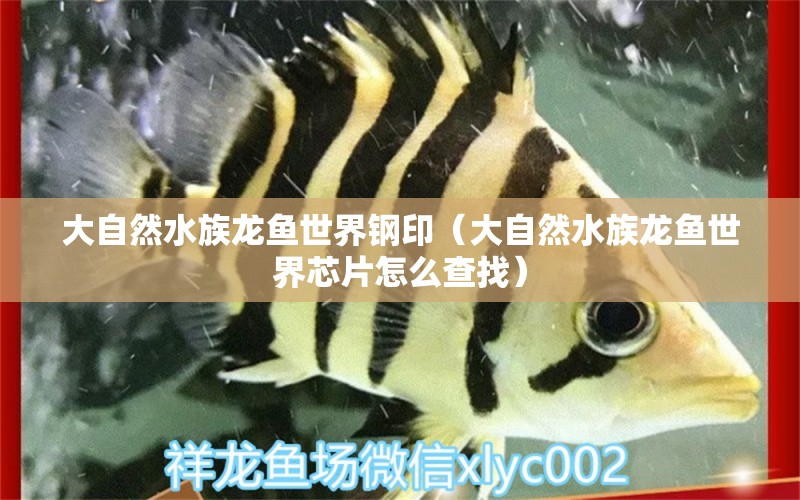 大自然水族龙鱼世界钢印（大自然水族龙鱼世界芯片怎么查找）