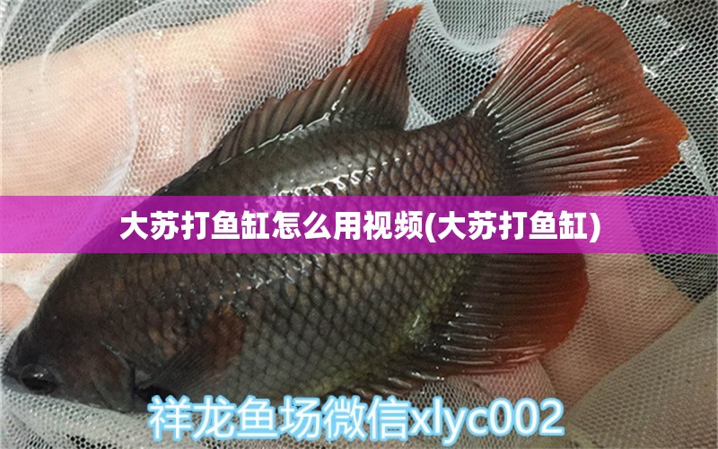 大苏打鱼缸怎么用视频(大苏打鱼缸) 其它水族用具设备