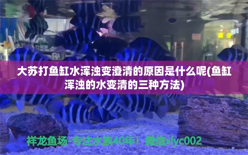 大苏打鱼缸水浑浊变澄清的原因是什么呢(鱼缸浑浊的水变清的三种方法) 锦鲤池鱼池建设