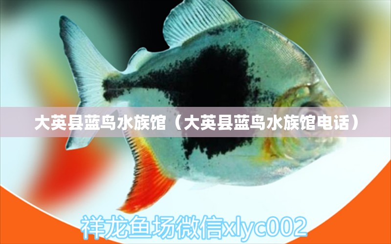 大英县蓝鸟水族馆（大英县蓝鸟水族馆电话） 全国水族馆企业名录