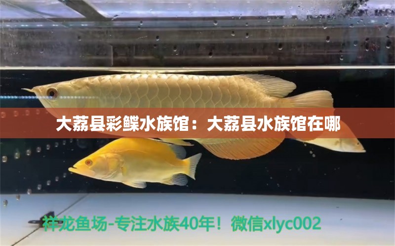 大荔县彩鲽水族馆：大荔县水族馆在哪