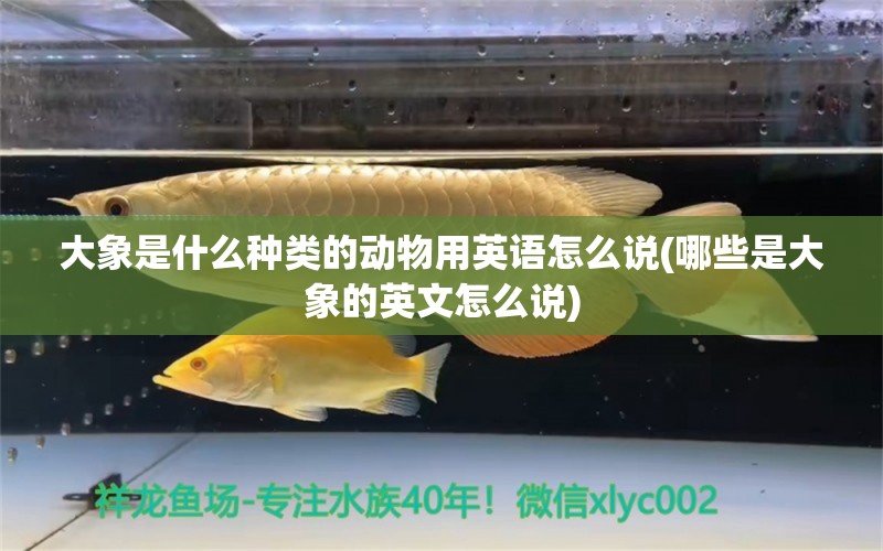 大象是什么种类的动物用英语怎么说(哪些是大象的英文怎么说)