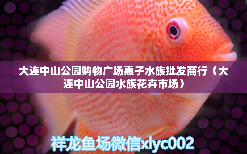 大连中山公园购物广场惠子水族批发商行（大连中山公园水族花卉市场）