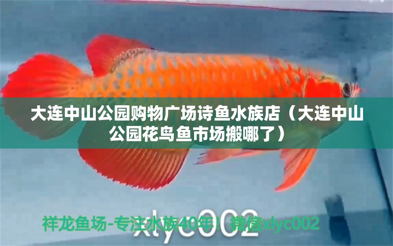 大连中山公园购物广场诗鱼水族店（大连中山公园花鸟鱼市场搬哪了）