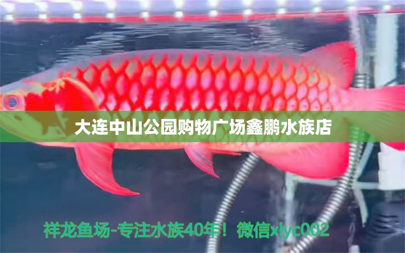 大连中山公园购物广场鑫鹏水族店 全国水族馆企业名录