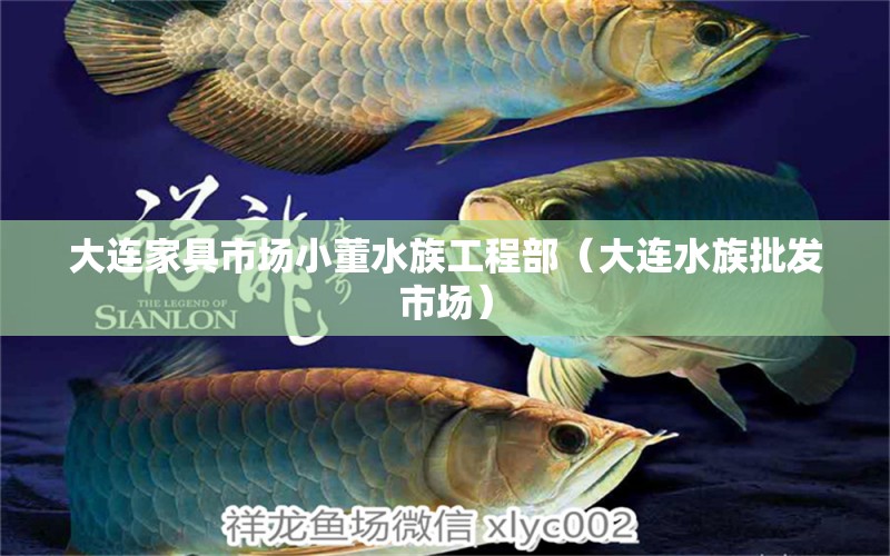 大连家具市场小董水族工程部（大连水族批发市场） 观赏鱼水族批发市场