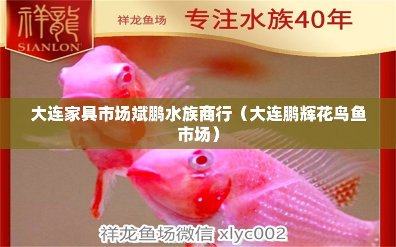 大连家具市场斌鹏水族商行（大连鹏辉花鸟鱼市场） 全国水族馆企业名录