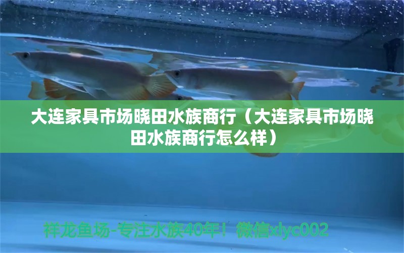 大连家具市场晓田水族商行（大连家具市场晓田水族商行怎么样）