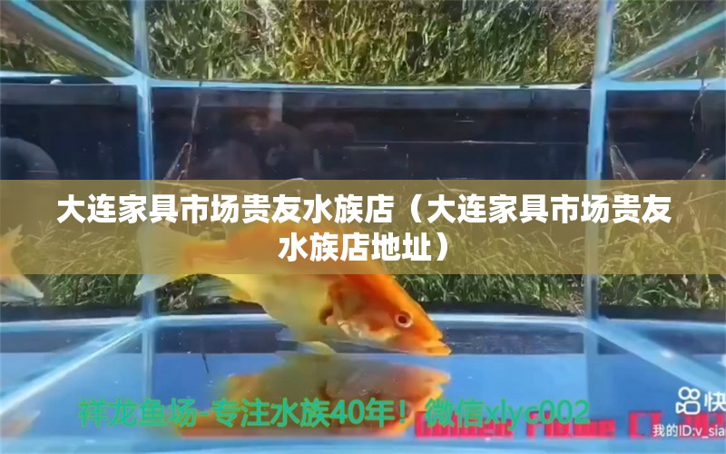 大连家具市场贵友水族店（大连家具市场贵友水族店地址） 全国水族馆企业名录